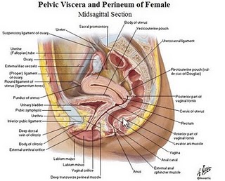 kesehatan rahim dan vagina