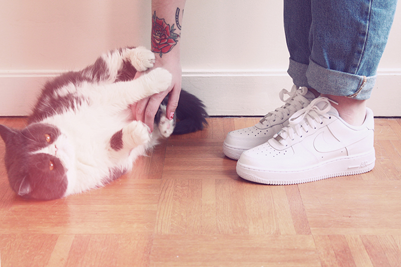 air force 1 white low tattoo exotic shorthair