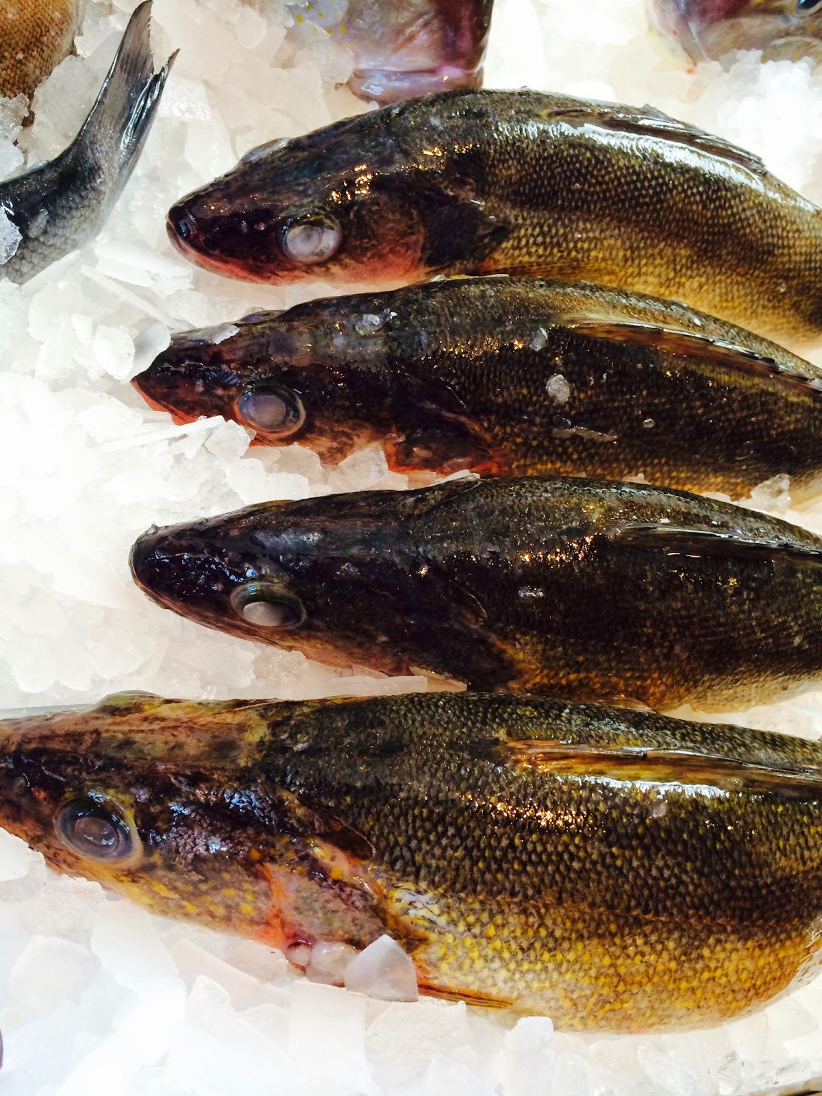 The Edible Ocean Lake Fish May Be Tardy To Passover
