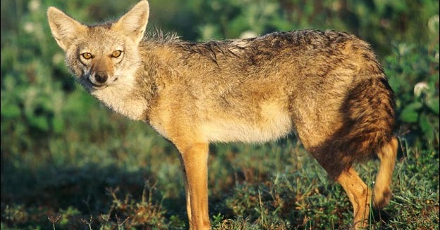 WILD ANIMALS: Jackal