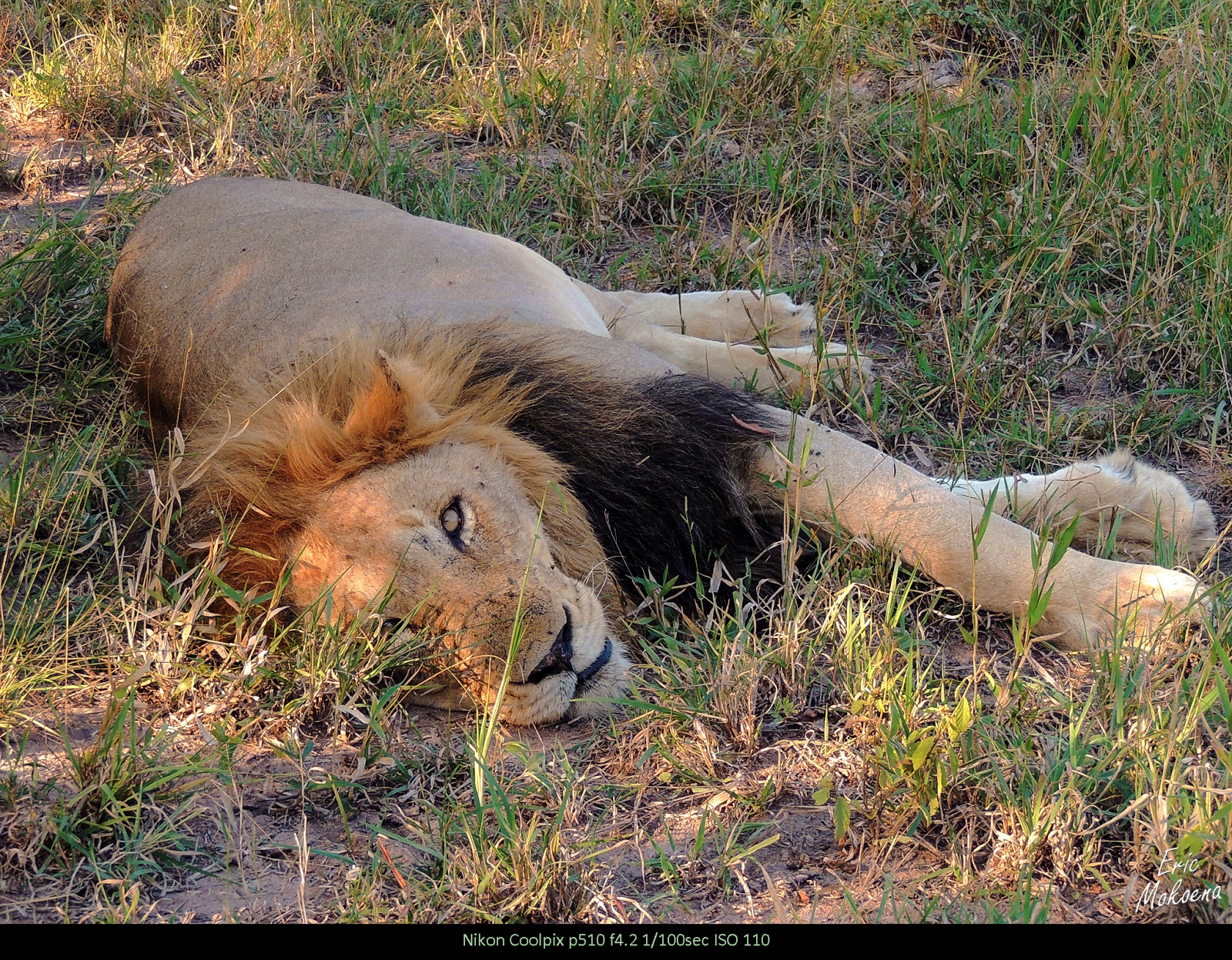 The Matimba coalition