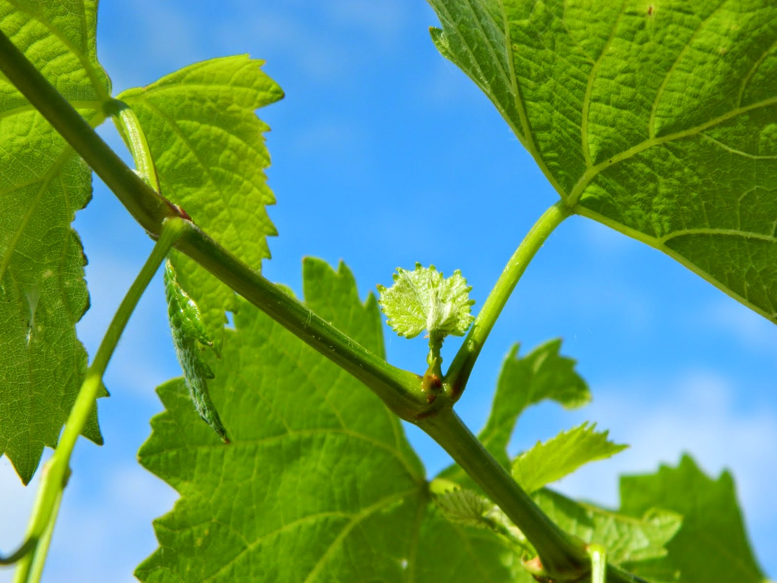 Mendoza canopy