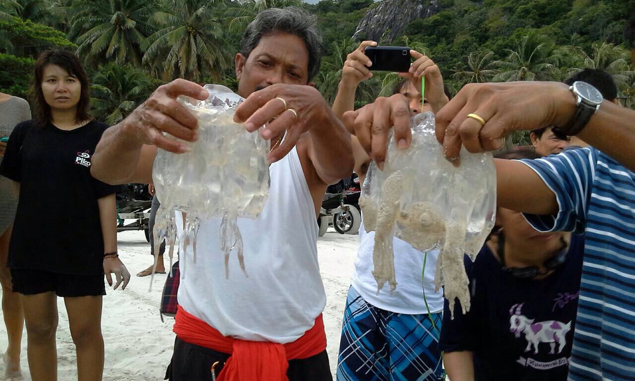 Koh Samui Box Jellyfish Tragedy Young Woman Dead