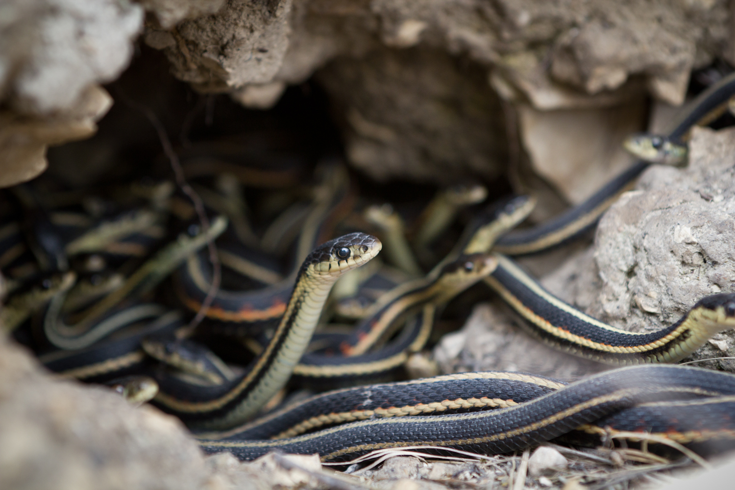 Nature Calls May 2012