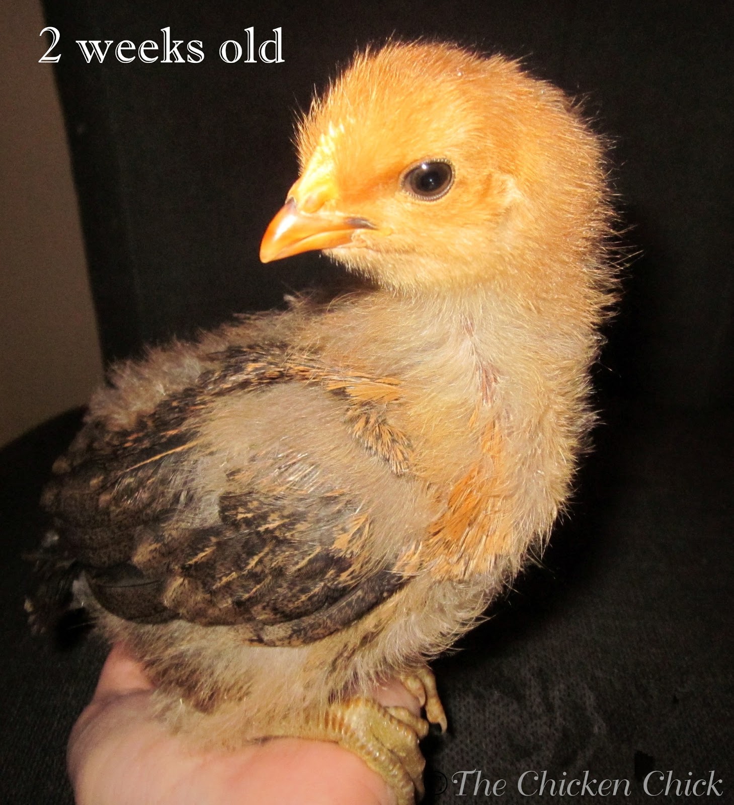 When to Move Chicks from Brooder to Chicken Coop The Chicken Chick®