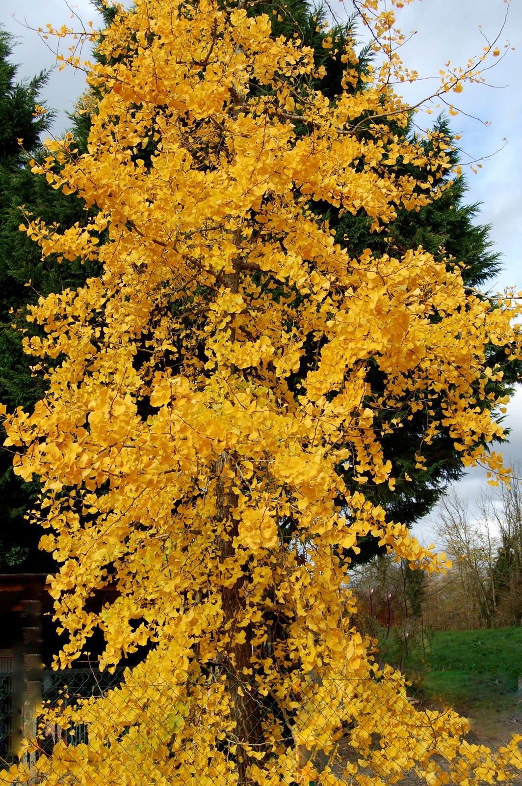 Le Douaire. Île de Vivre.: Tout savoir sur le ginko biloba, arbre aux