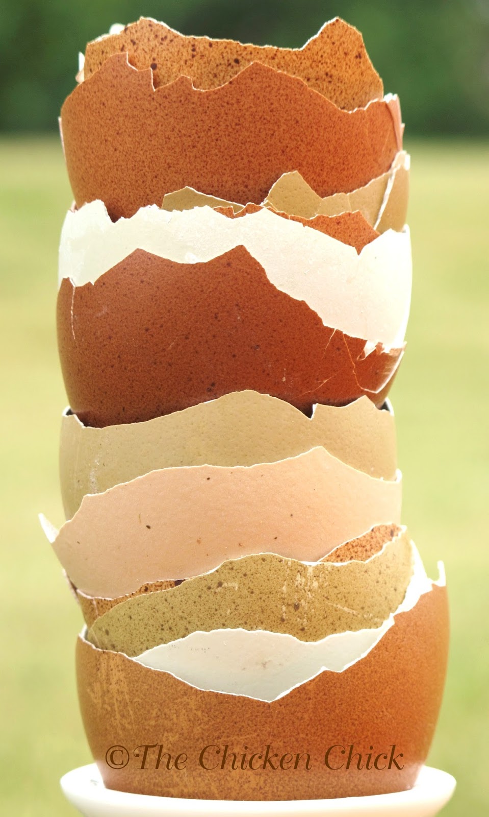 For Strong Eggshells, Size Matters The Chicken Chick®