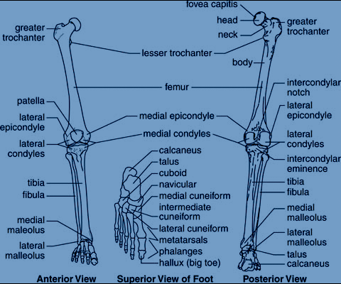 lower extremity bone anatomy diagram