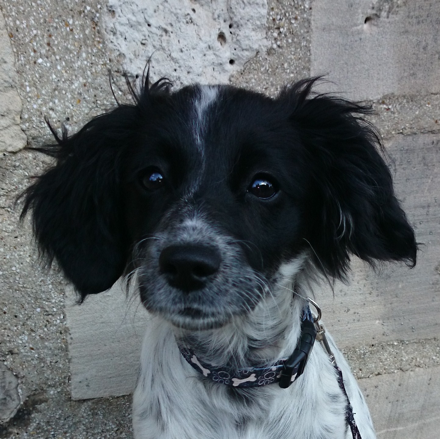 La mascotte du jardin