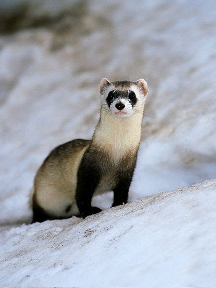 Animals And Birds: Ferret Info& Images 2011