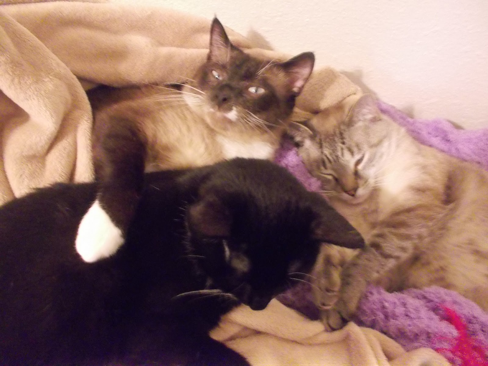 I Can Hastoyz The Secret To Our Harmonious Cat Home Jackson Galaxy S Spirit Essences