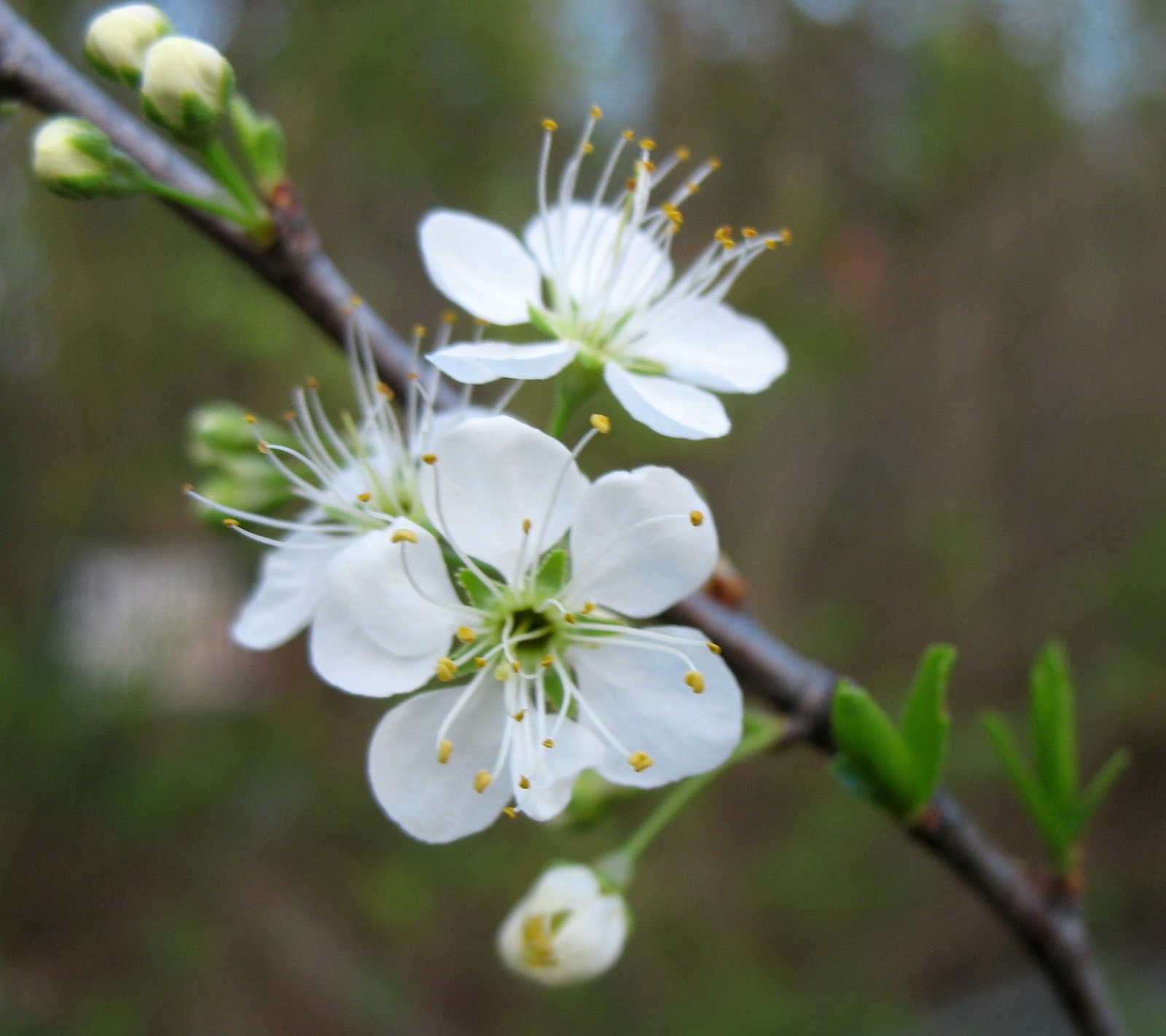 Using Native Plants Native Fruits in