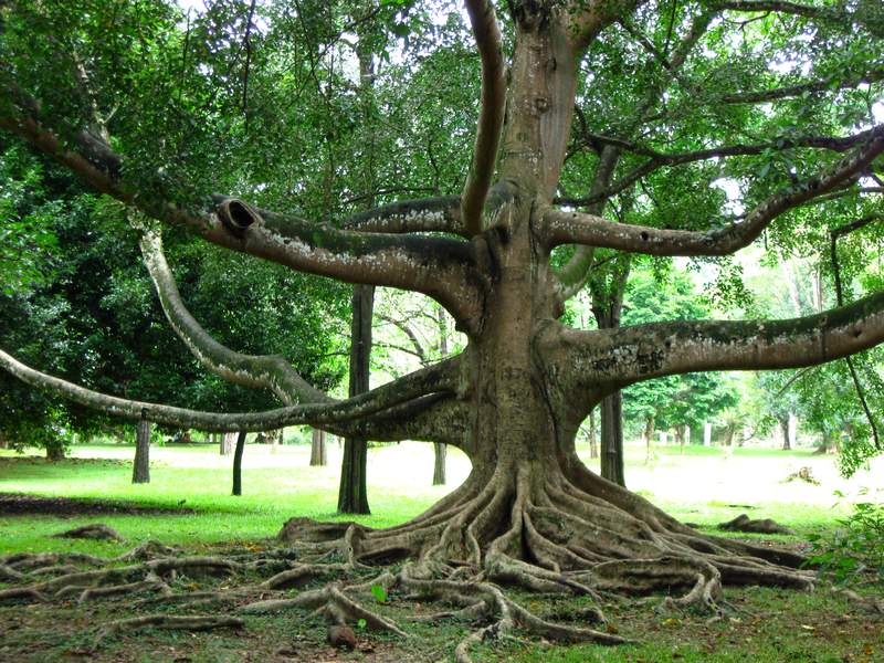 Quotations About Trees