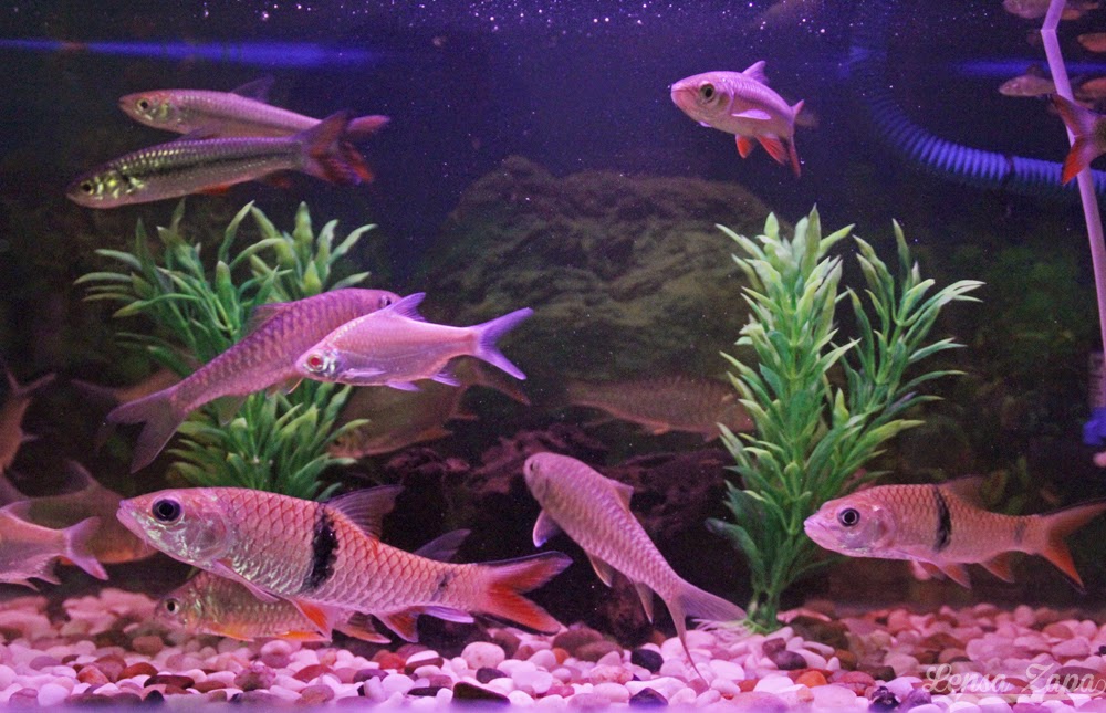 Lensa Zapa Ikan Kelah Merah Sebarau Jelawat Krai Emas lensa zapa ikan kelah merah sebarau jelawat krai emas