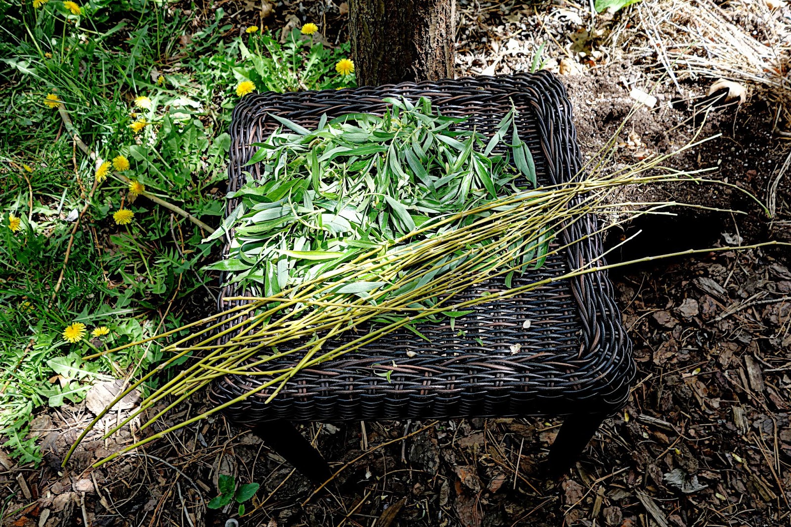 woman with wings making willow water