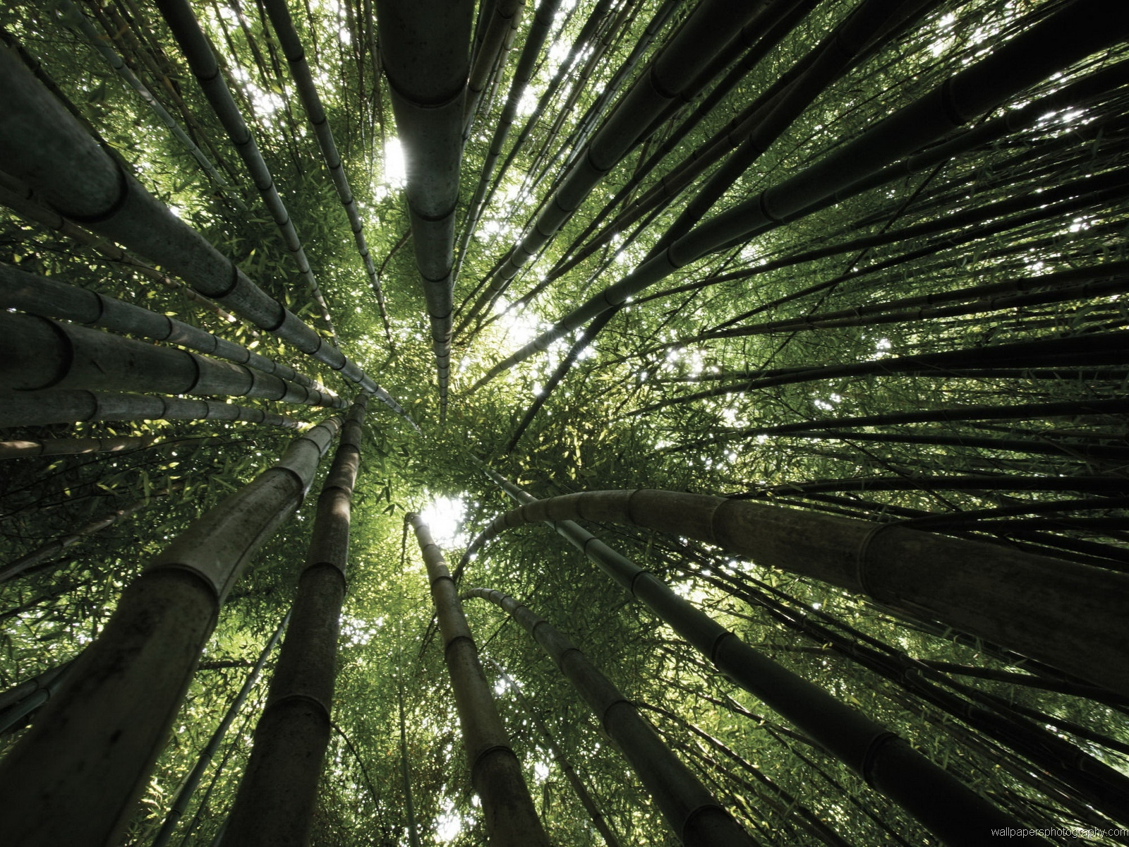 http://1.bp.blogspot.com/-prdoefLCzt8/Tq0arMlPWMI/AAAAAAAABeM/cH-4OSE82IE/s1600/bamboo_forest_photography.jpg