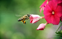 Bee and Flower Wallpaper 4