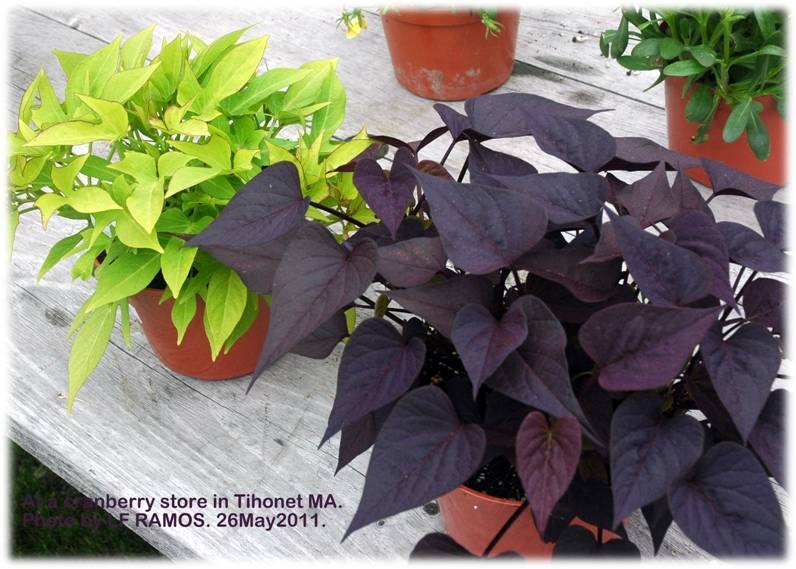 Kamote Leaves