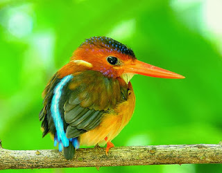 Burung Kicau Tengkek Udang Merah