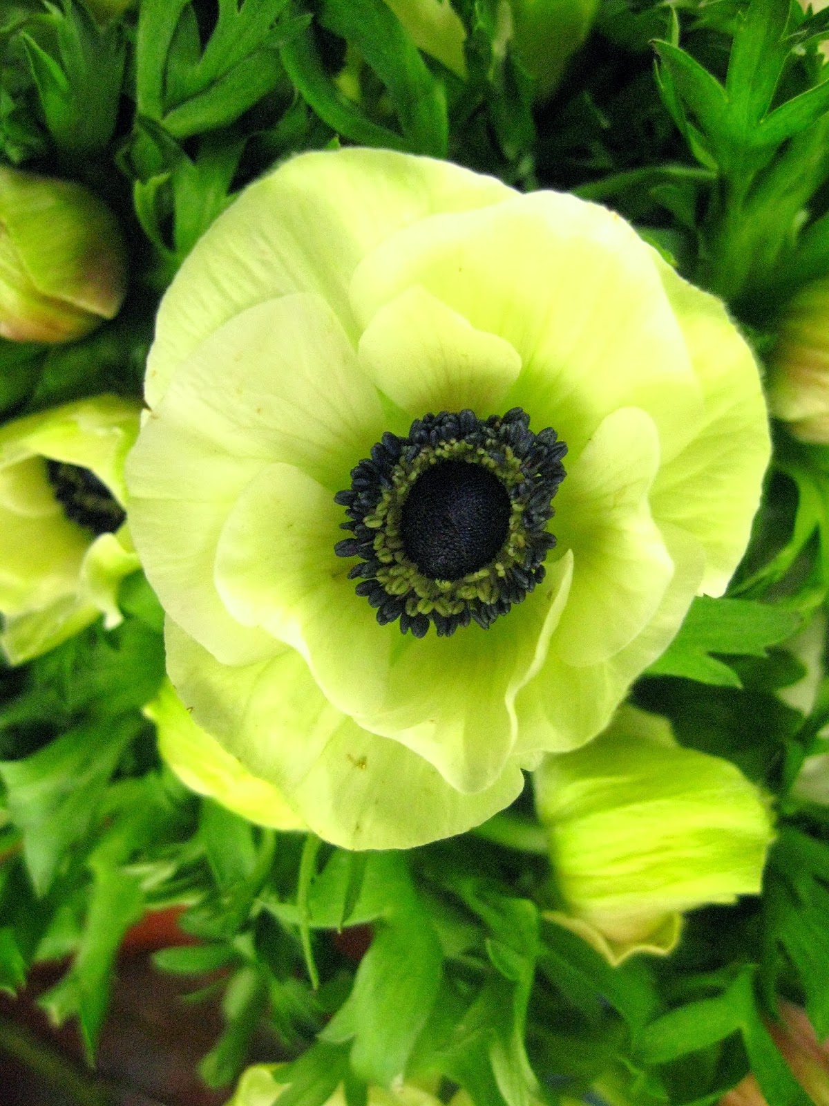 Periwinkle Flowers 11/01/2013 12/01/2013