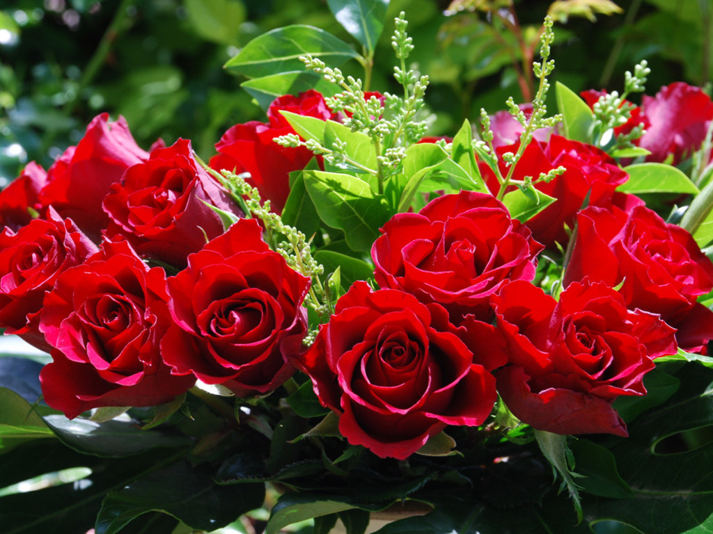 90 wedding red rose flower wallpapers love roses pictures roses flowers wallpapers