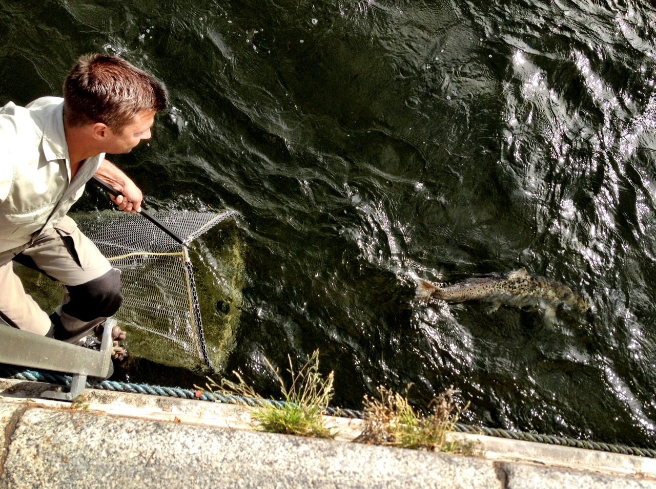 Stockholm Specimen Hunter's Group Urban Salmon Fishing; Stockholm City