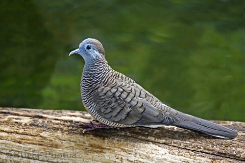 gambar burung perkutut