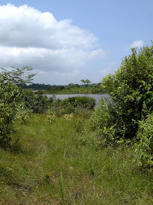 Marshy trail on PROJECT BUCHANAN property