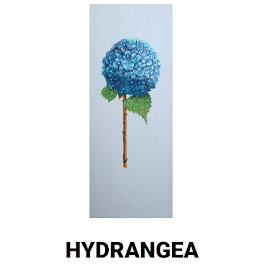 HYDRANGEA