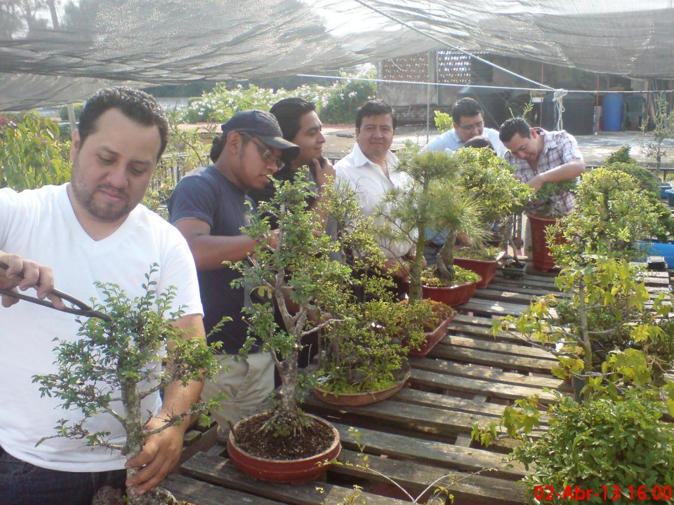 Expo Bonsái Guatemala