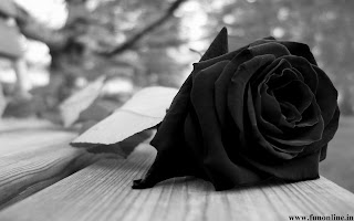 black rose wallpaper