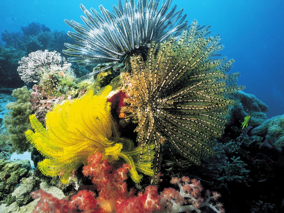 corales marinos