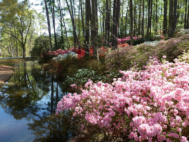 Recollections of a Vagabonde: Azaleas at Callaway Gardens