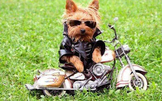 Dog Rider