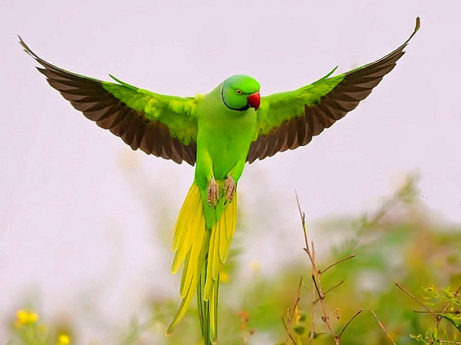 Wallpapers Parrots Wallpapers
