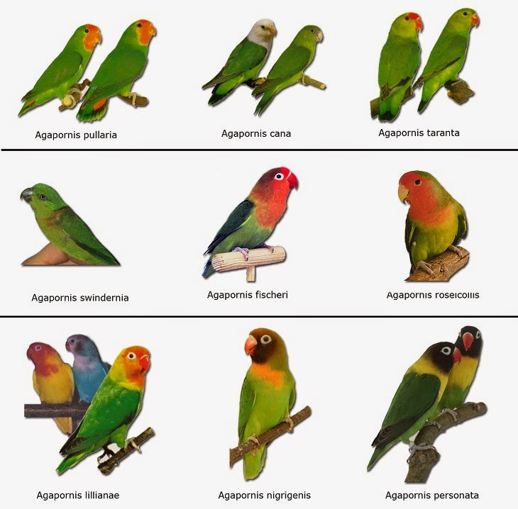 AS NOVE ESPÉCIES DOS AGAPORNIS