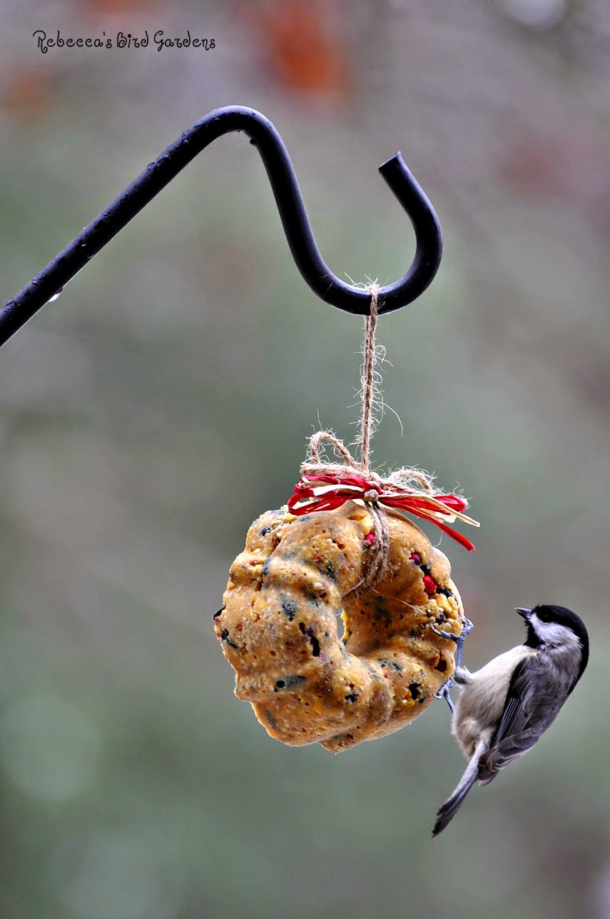 Rebecca's Bird Gardens Blog DIY Miniature Suet and Birdseed Wreaths