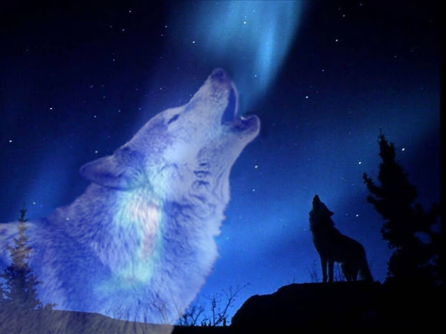 Wild Animals Wallpapers #2 - All Best Desktop Wallpapers