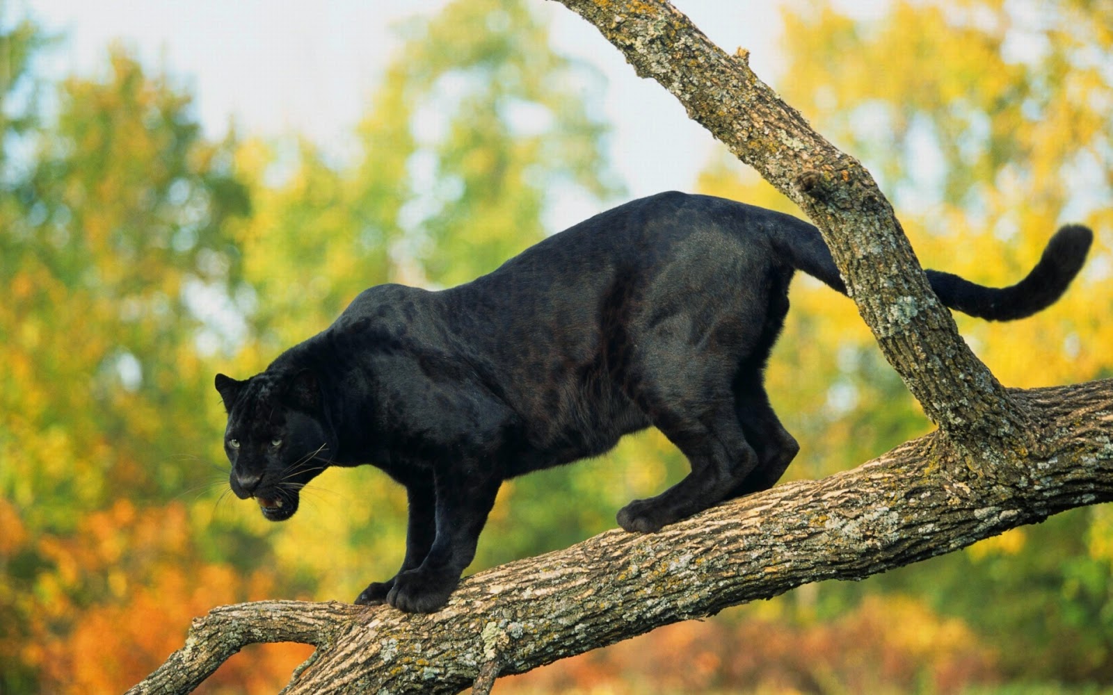 Desktop HD Wallpapers Free Downloads: Angry Black panther hd wallpapers