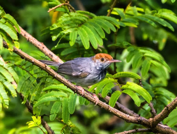 Cambodian Tailorbird