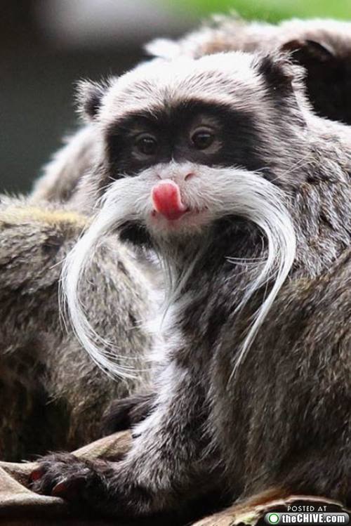 Funny Image Collection: 66 Funniest Animal Pictures With Captions