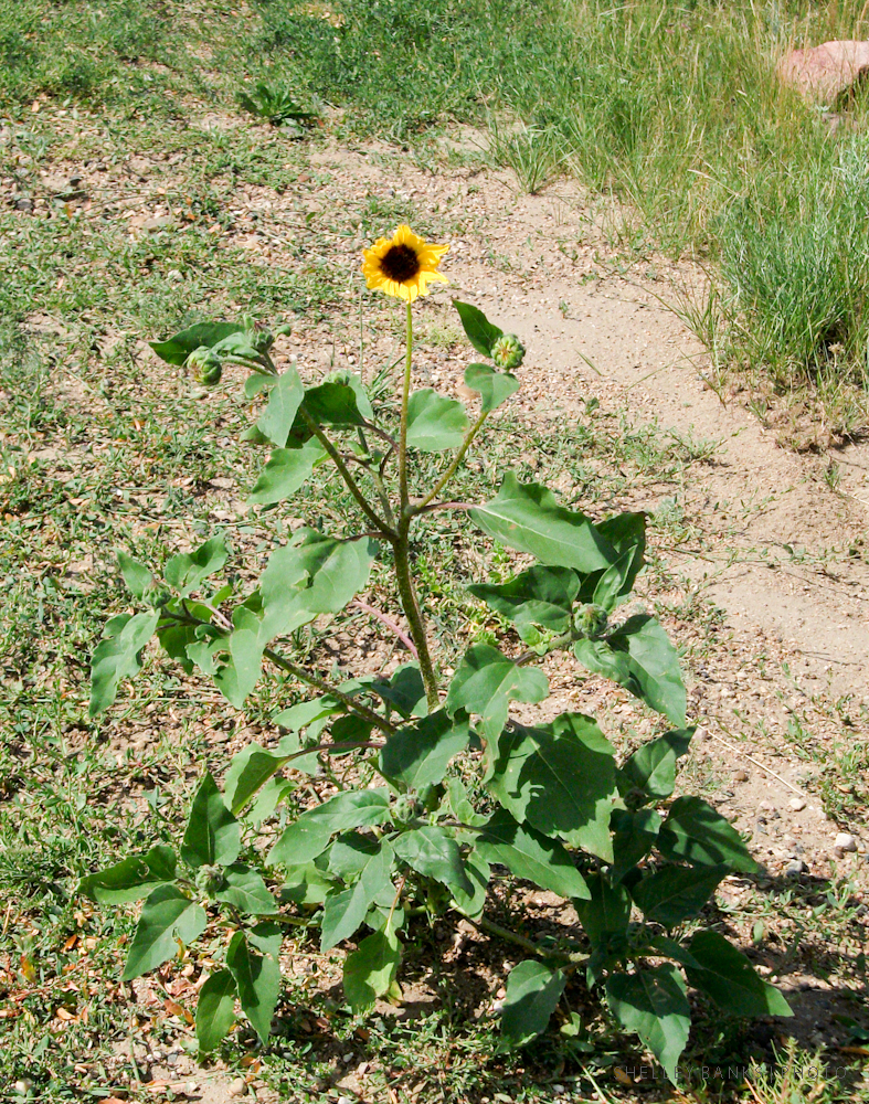 Prairie Wildflowers Prairie Sunflower Helianthus petiolaris