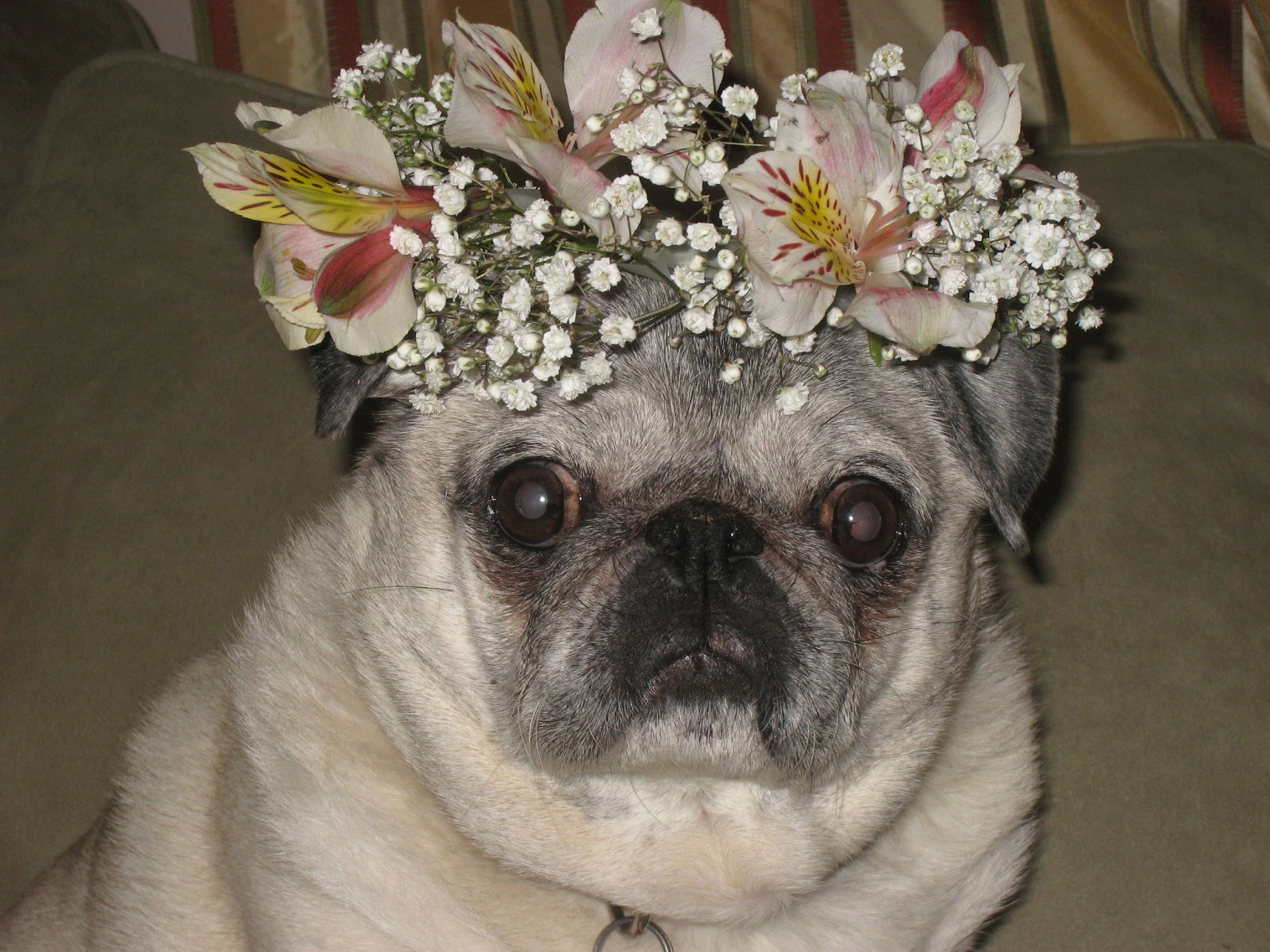 Make Something 365 & Get Unstuck 365 Days of Pugs FollowUp