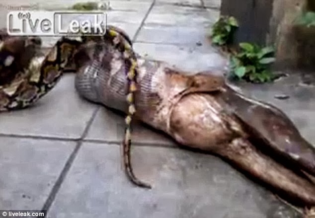 Dog Ate Black Widow Dog Ate Black Widow