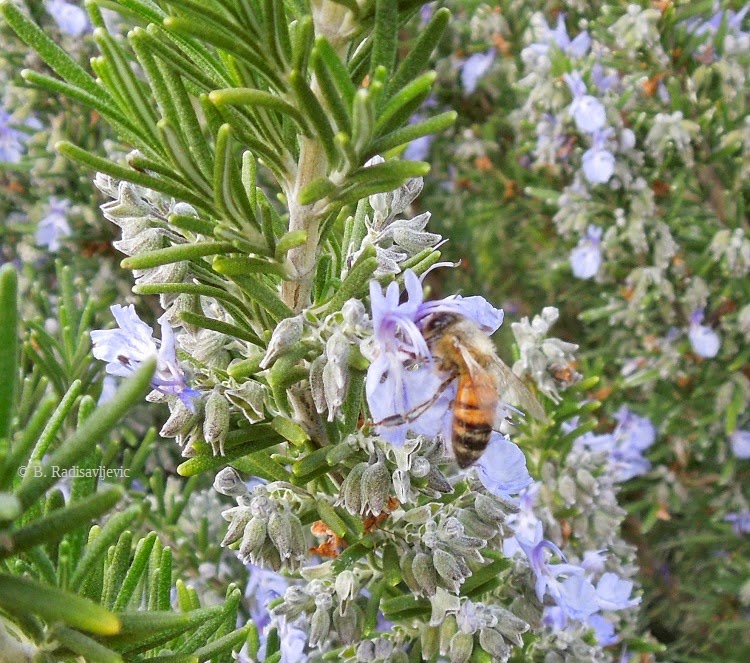 Paso Robles in Photos Happy Bees Enjoying March Flowers