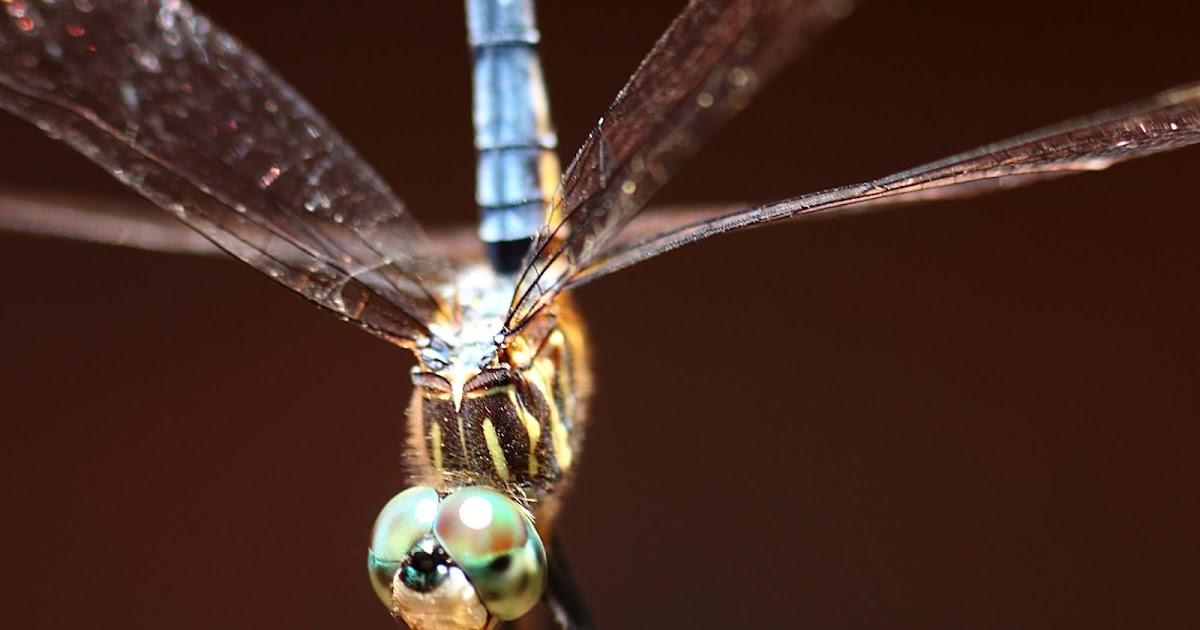 Ester Rogers Photography Why Dragonflies Point Their Tails Straight Up?