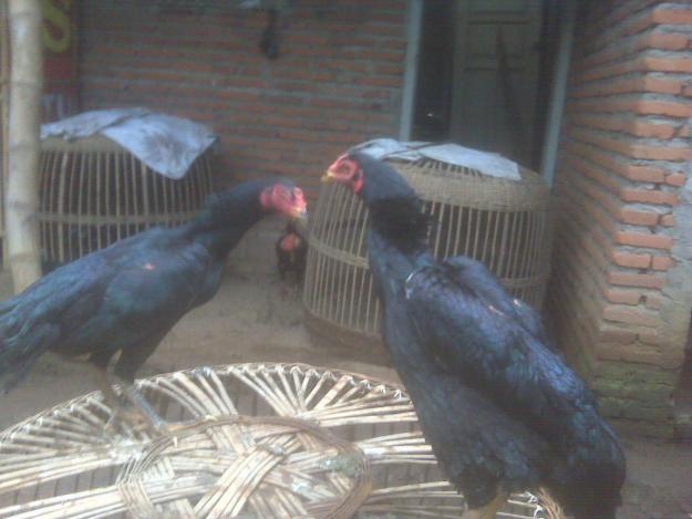 Memilih Babon Sebelum Beternak Tarung Jago