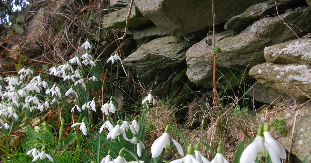 Snowdrop count