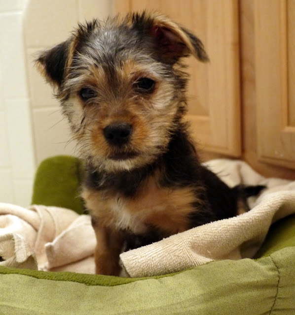 puppy eyesight at 10 weeks