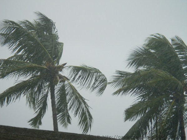 Two tall coconut trees bear the brunt of the high wind before Cyclone Nilam's landfall